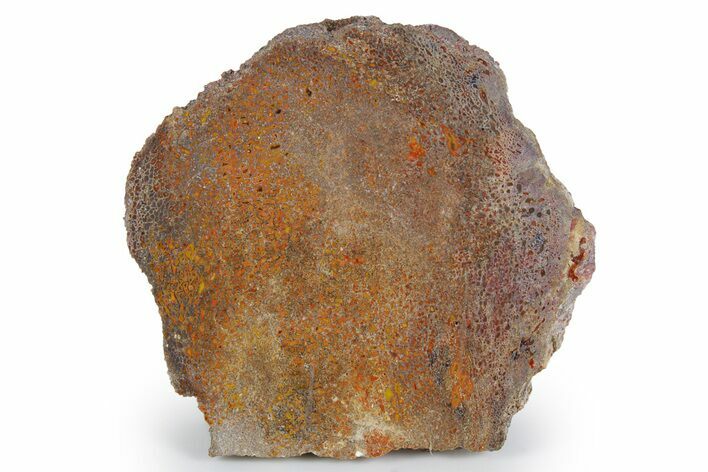 Polished Dinosaur Bone (Gembone) Slab - New Mexico #348877